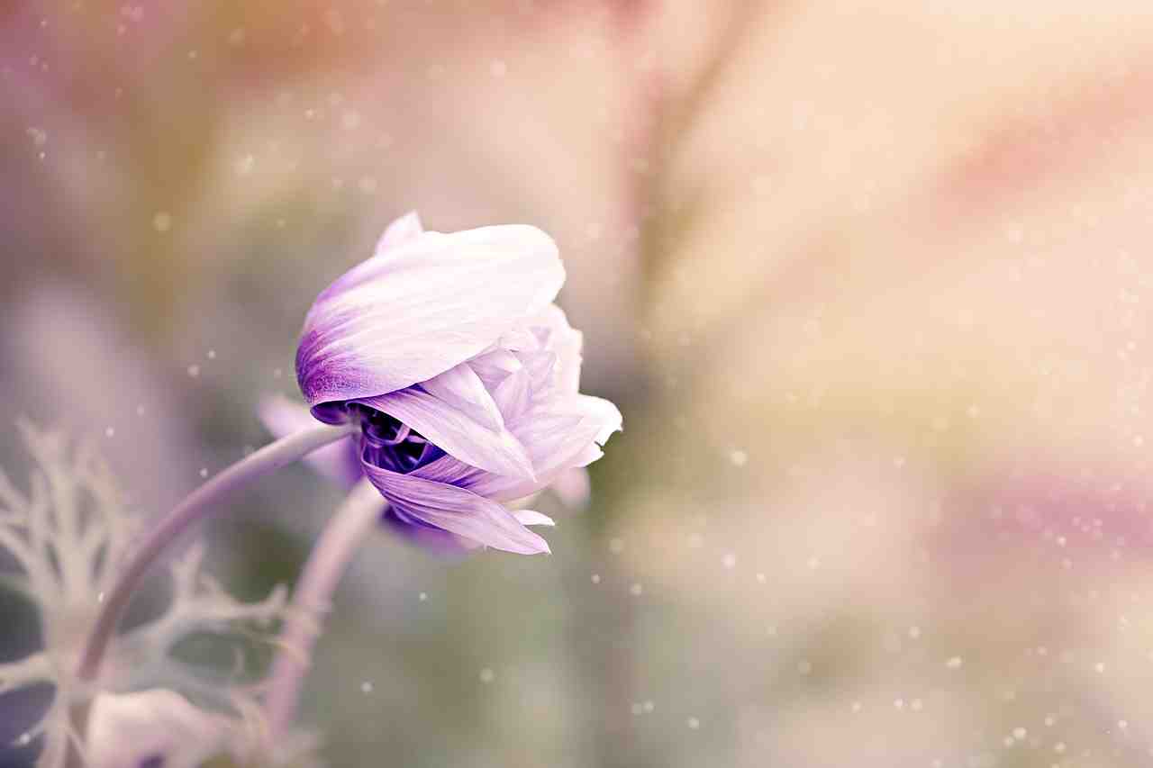 anémone, fleur, violet-blanc