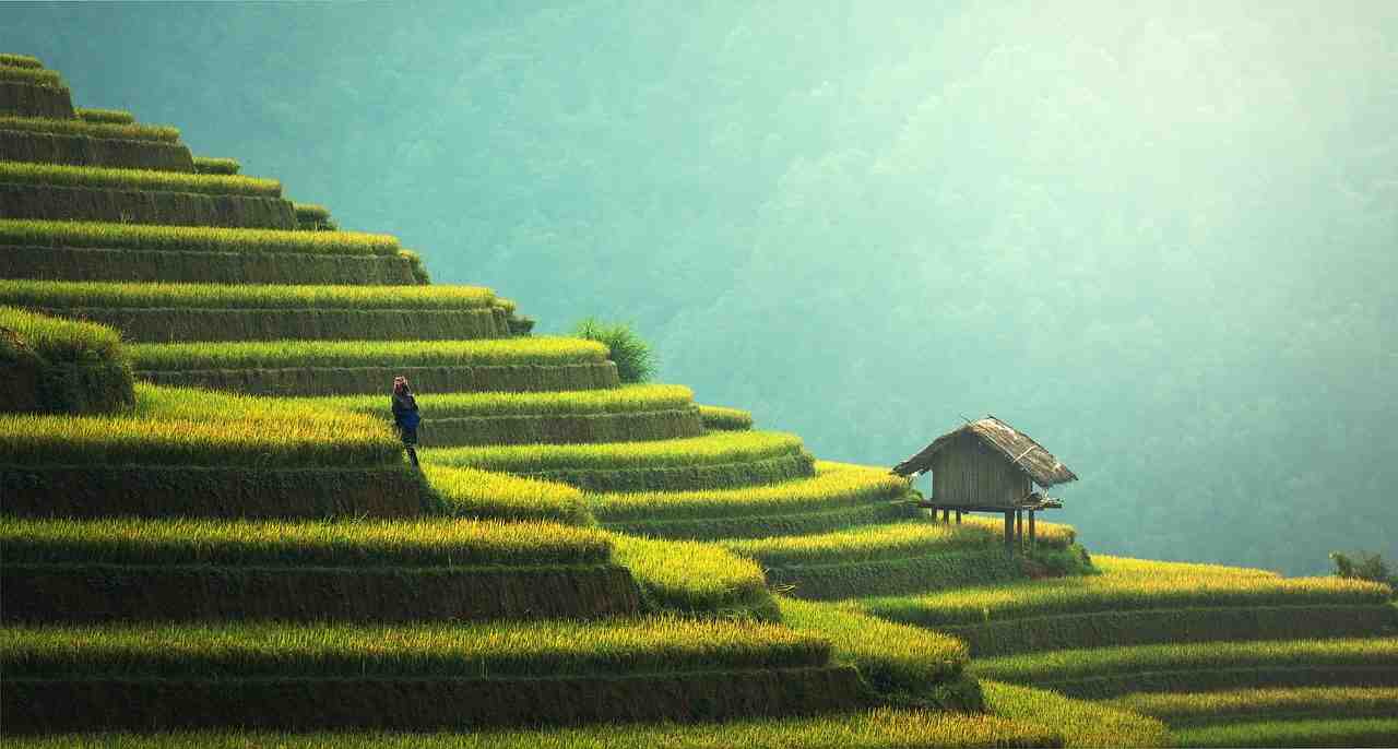 agriculture, plantation de riz, thaïlande