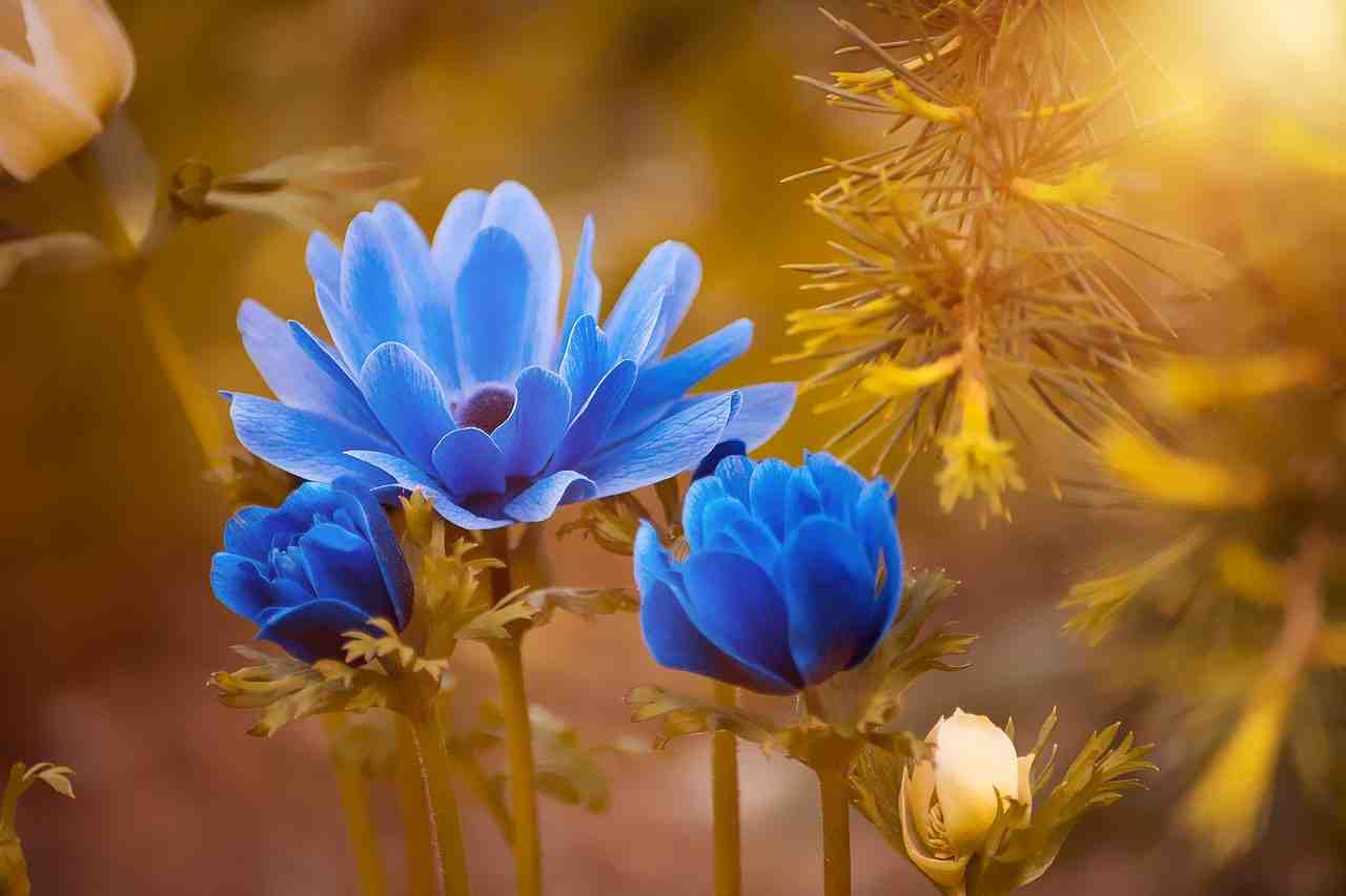 anémone, bleu, fleur