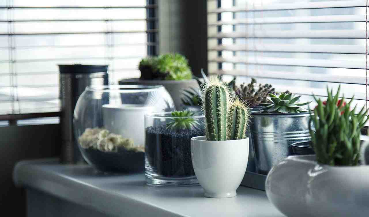 pots, plantes, cactus
